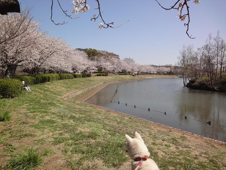 北条大池、桜が満開です！４月１２日（火）_b0124462_2033564.jpg