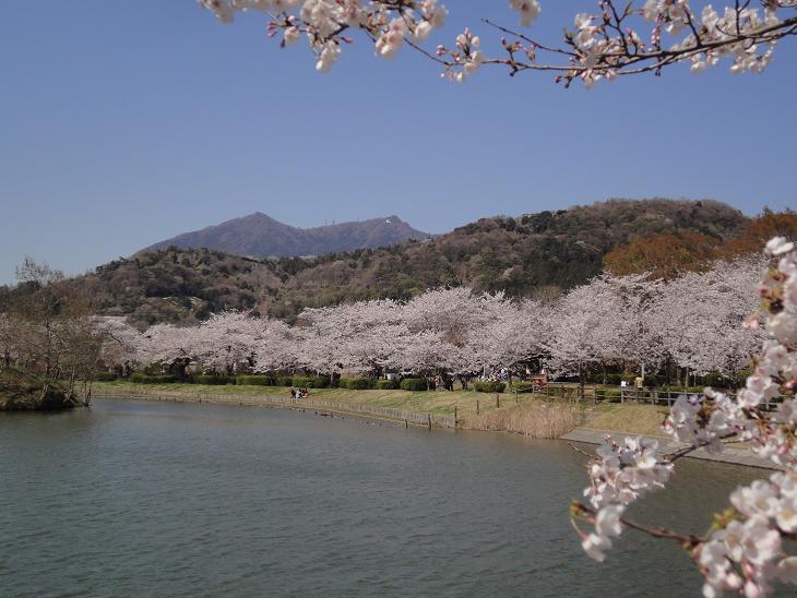北条大池、桜が満開です！４月１２日（火）_b0124462_2042135.jpg