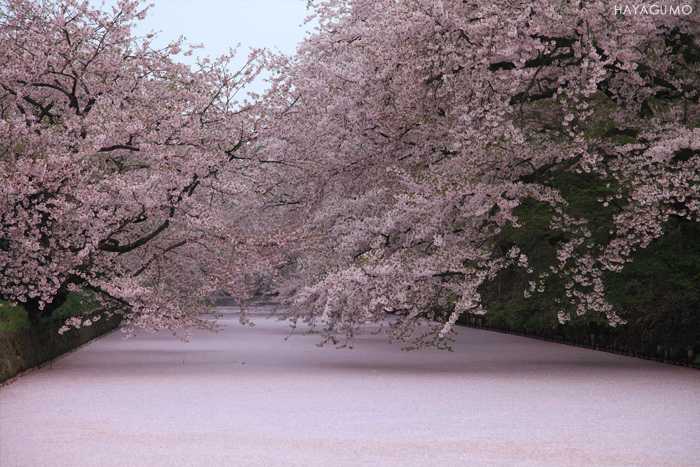 弘前城の桜_e0179862_2223075.jpg