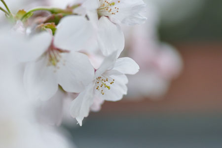 早朝散歩ー宇治川　桜_e0164563_1719596.jpg