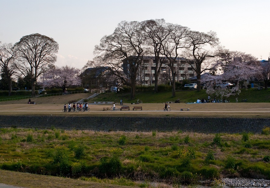 半木の道＆加茂川_f0102363_1805290.jpg