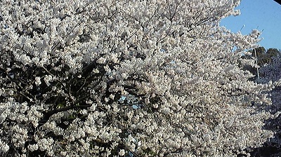 小さなお花見　　一才桜旭山桜_e0225164_7344031.jpg