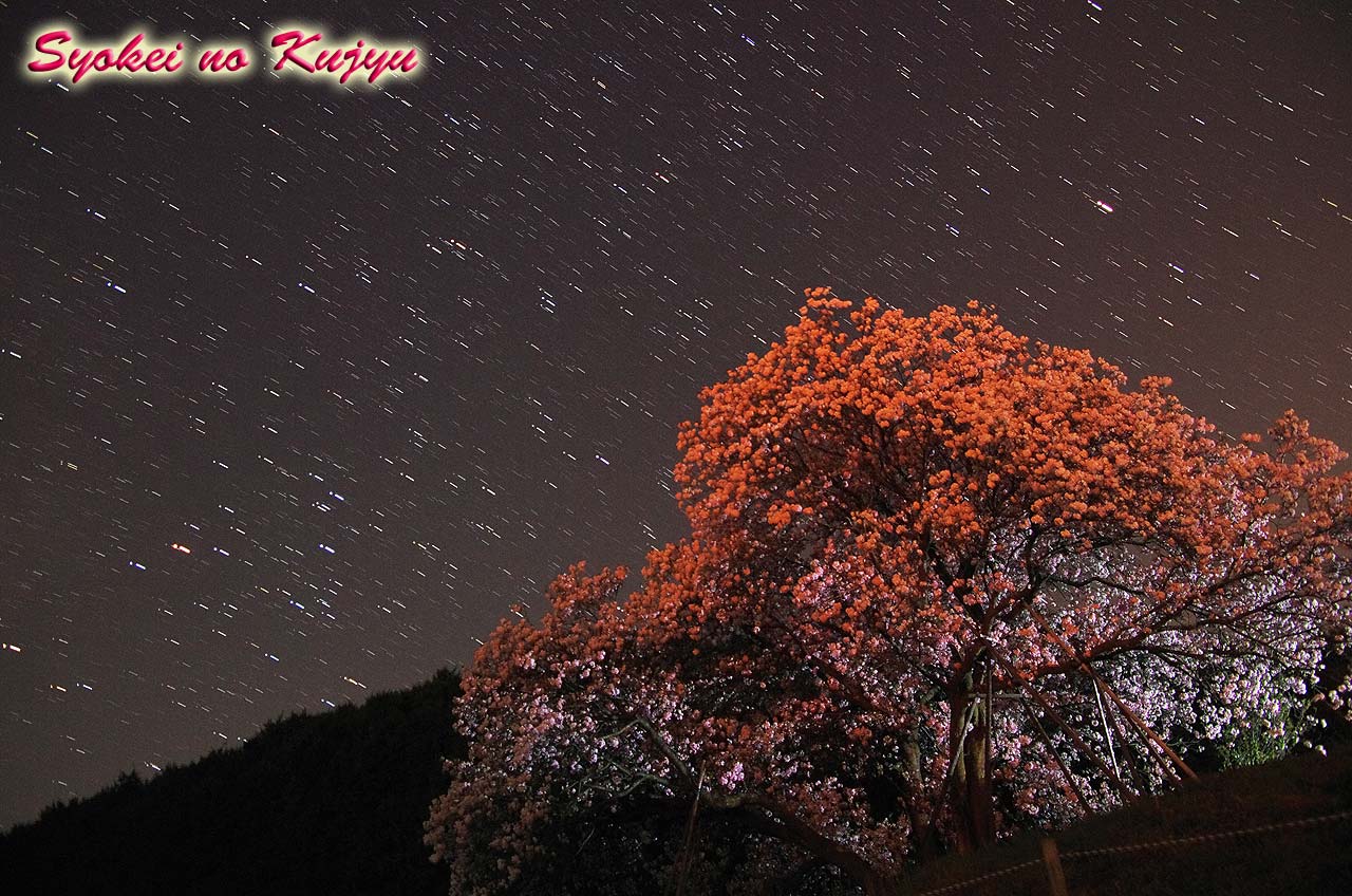 納戸料の百年桜 憧憬の九重 納戸料の百年桜 憧憬の九重