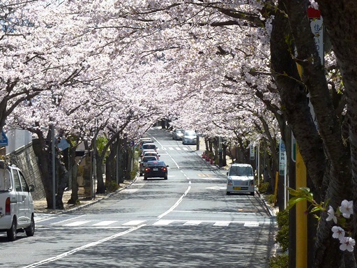 桜のトンネル_d0015968_20551100.jpg