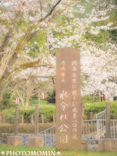 2011桜　＊丹波・水分かれ公園編＊_a0172271_23465482.jpg