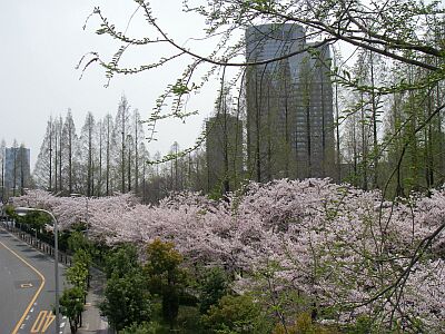 毛馬桜宮公園_e0143671_15403525.jpg