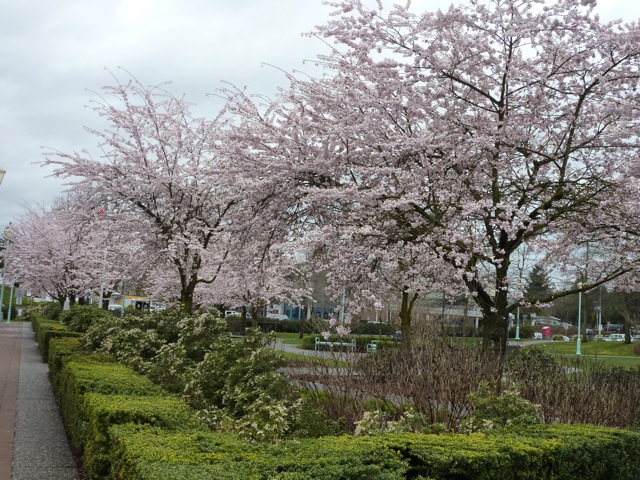 桜フェスティバル参加してきました_c0080075_054556.jpg