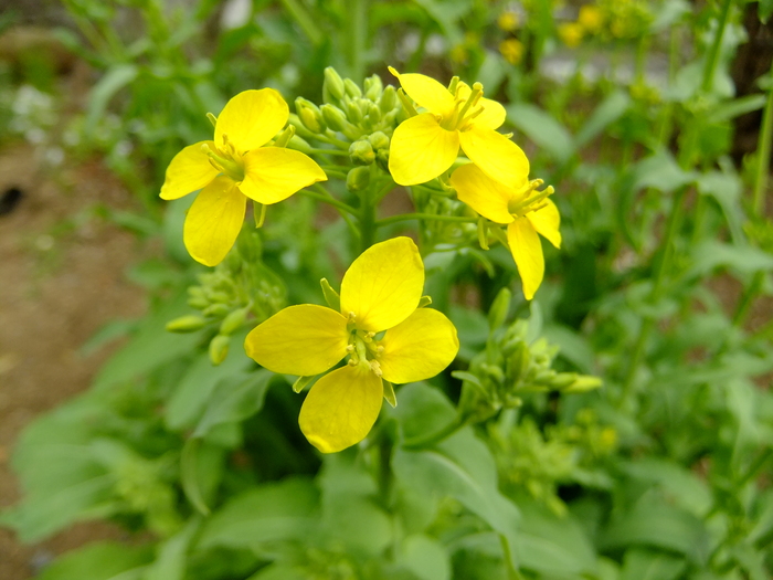 遠野カブの花が咲いた_d0225575_21512553.jpg