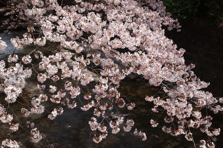 桜満開その2　東北に春よ来い_e0222575_3391630.jpg