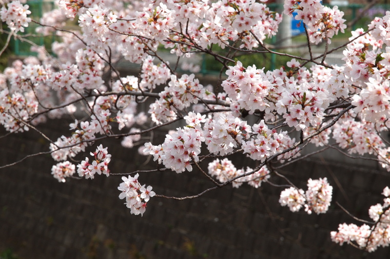 桜満開その2　東北に春よ来い_e0222575_343693.jpg