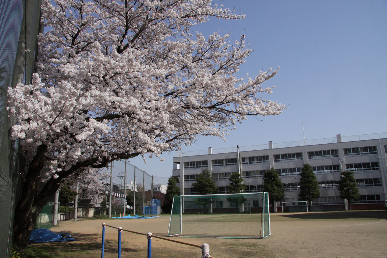 4月12日金沢桜情報_b0182376_11114922.jpg