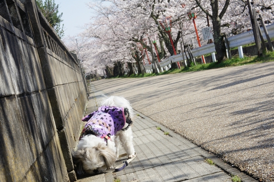 グッチとお花見に～♪_c0163878_15473187.jpg