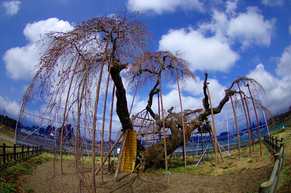 神田の大糸桜_d0130980_21445523.jpg