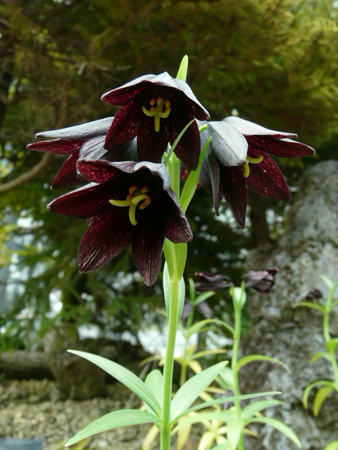 咲くやこの花館の高山植物 のん木草 みどり見て歩き 咲くやこの花館の高山植物 のん木草 みどり見て歩き