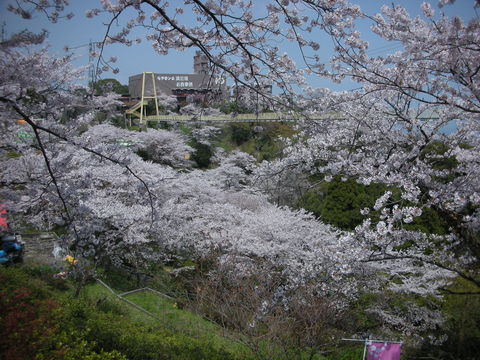 桜を見に_f0232785_1056351.jpg