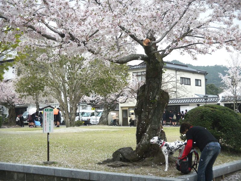 岩国吉香公園の桜便り～（２０１１．４．１１）_c0193187_0101854.jpg