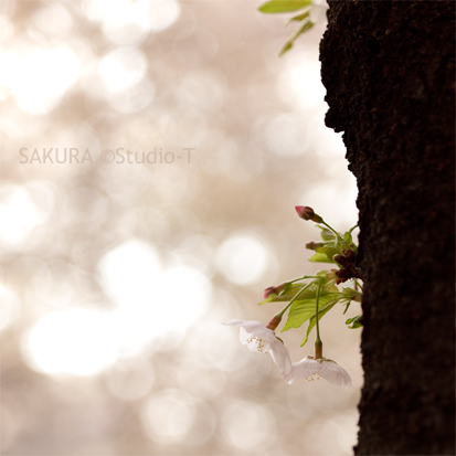 SAKURA・・・_d0073589_131701.jpg