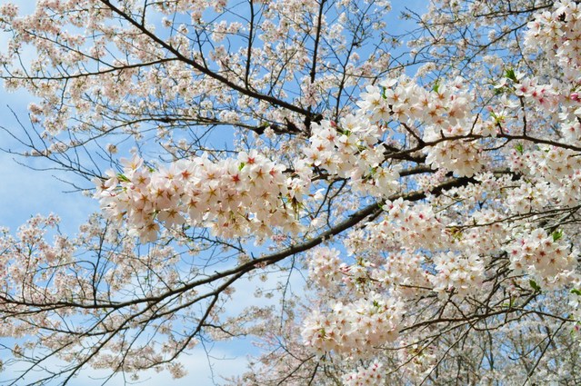 さくら さくら_a0126590_2228780.jpg