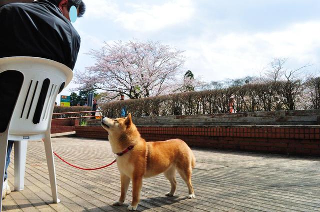 さくら さくら_a0126590_22394022.jpg