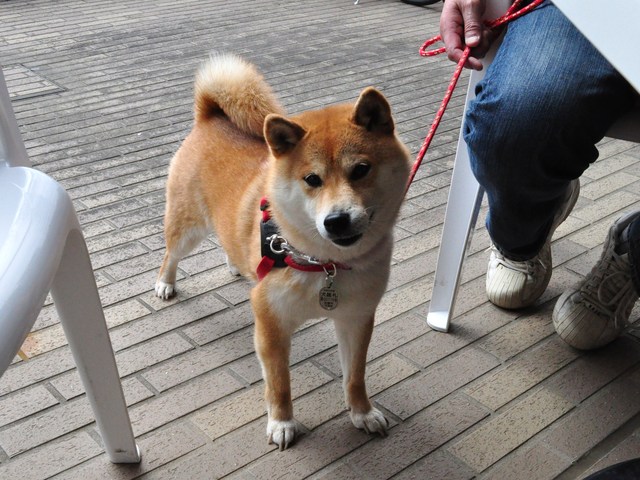 さくら さくら_a0126590_22412244.jpg