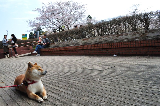 さくら さくら_a0126590_22434593.jpg