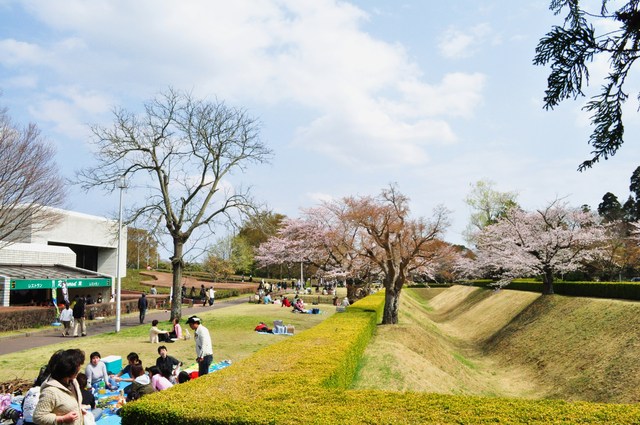 さくら さくら_a0126590_22511070.jpg
