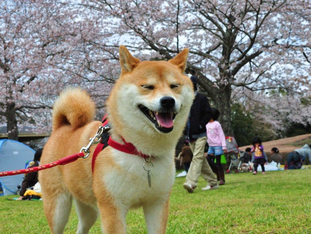 さくら さくら_a0126590_23214493.jpg