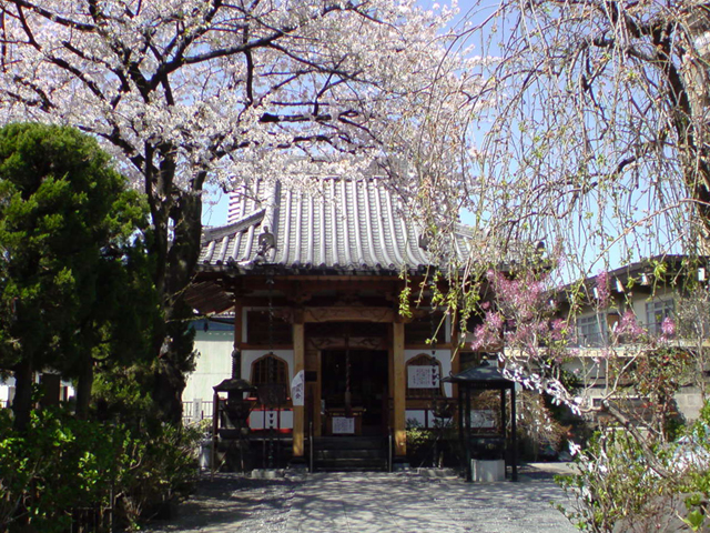 大蓮寺の桜_c0200090_12222866.jpg