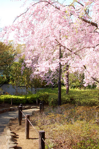 sakura 2011*_d0159690_1722156.jpg