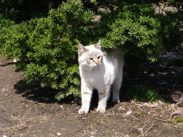 嬉しい出会いは、去年の初夏の子猫ちゃん_a0136293_14445461.jpg