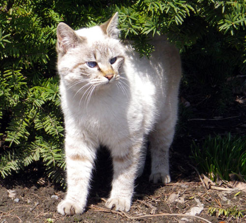 嬉しい出会いは、去年の初夏の子猫ちゃん_a0136293_14452781.jpg