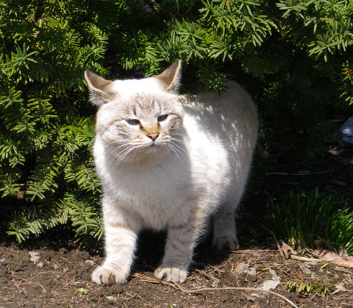 嬉しい出会いは、去年の初夏の子猫ちゃん_a0136293_14455298.jpg