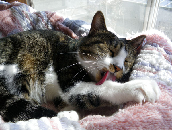 嬉しい出会いは、去年の初夏の子猫ちゃん_a0136293_14474412.jpg