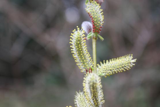 公園の花_d0145794_17432428.jpg