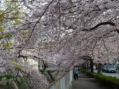 宇治川の桜_b0051598_22464880.jpg