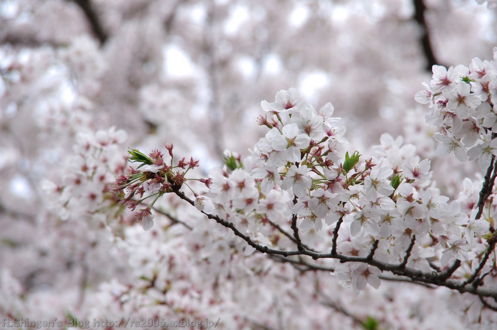 兎に角 桜・桜・桜_c0025498_024022.jpg