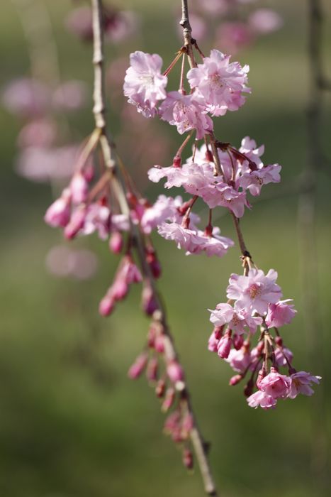 思親会のしだれ桜_d0148902_19341358.jpg