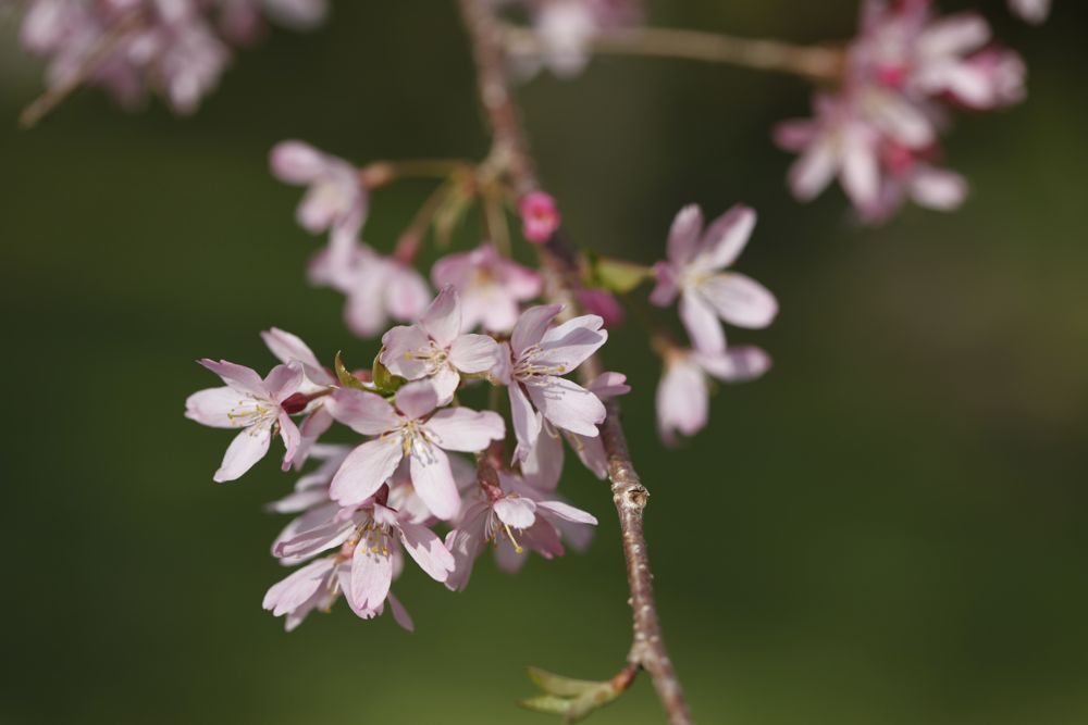 思親会のしだれ桜_d0148902_19343519.jpg