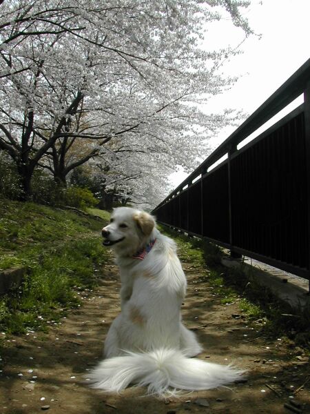 桜　と　見返りアイラ！　/  Islay with Sakura!!_a0032004_22113679.jpg