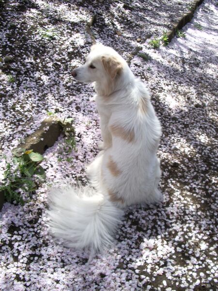 桜　と　見返りアイラ！　/  Islay with Sakura!!_a0032004_23323817.jpg