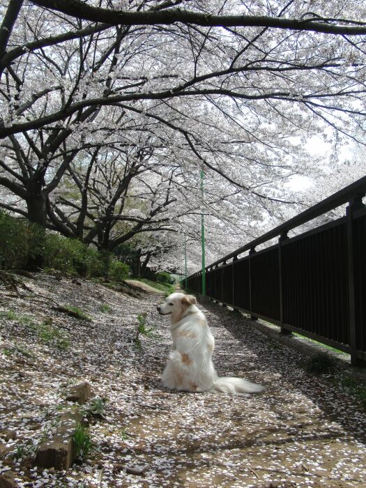 桜　と　見返りアイラ！　/  Islay with Sakura!!_a0032004_23502951.jpg