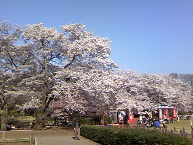 植物園に出かけたら_a0101905_0122320.jpg