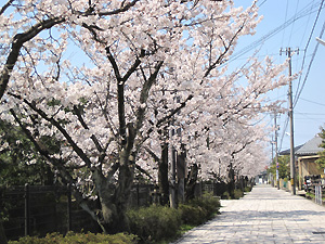 桜の季節は『桜餅』_a0177205_1625411.jpg