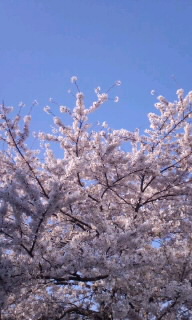 春のお話_f0192306_10301412.jpg