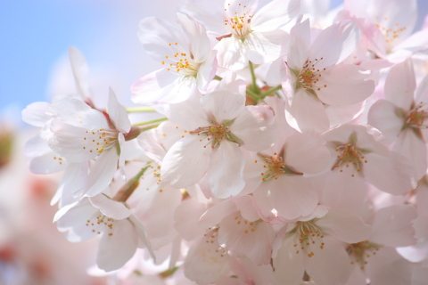 砧公園の桜_d0077811_2144779.jpg