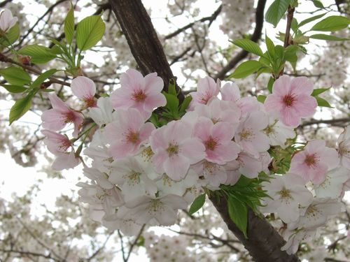 登戸　新川の桜_d0048312_2282547.jpg