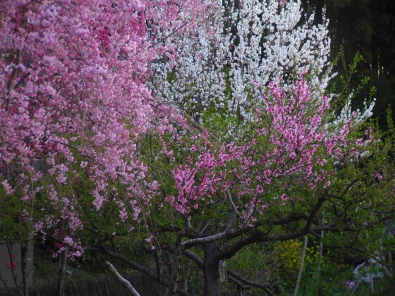 天白川近辺の桜　　　’１１/０４/１２_d0048812_209466.jpg