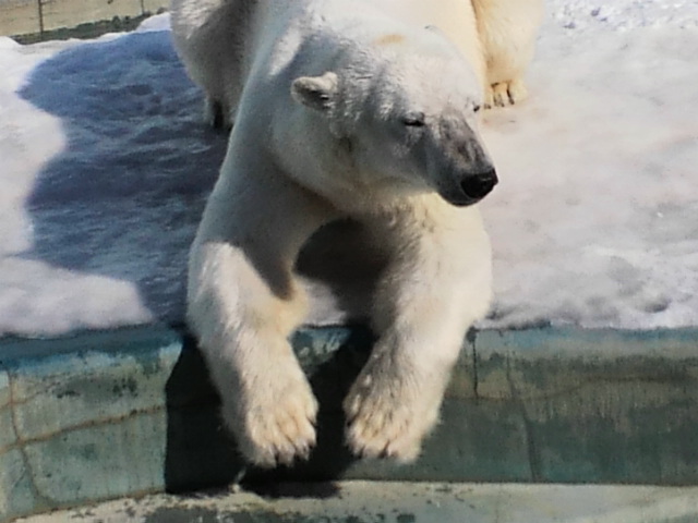 釧路市動物園のクルミ、紆余曲折の末に２７日に男鹿水族館へ_a0151913_16585936.jpg