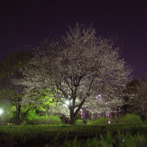 夜桜_c0193813_0273882.jpg