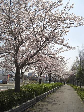 桜_b0145715_23514179.jpg